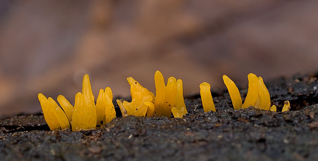 parôžkovec malý Calocera cornea (Fr.) Loud.