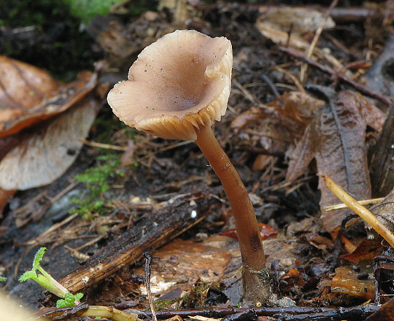 strmuľka voňavá Clitocybe fragrans (With.) P. Kumm.