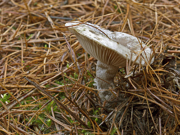 strmuľka Clitocybe sp.