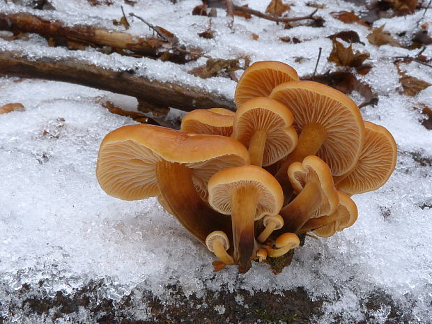 plamienka Flammulina sp.