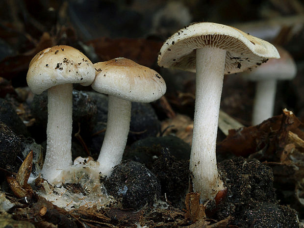 slzivka Hebeloma sp.