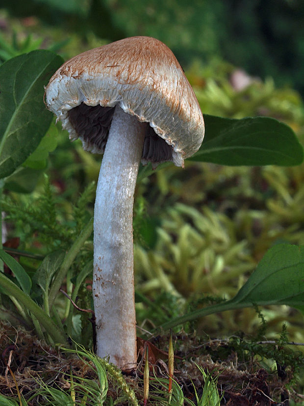 vláknica Inocybe sp.