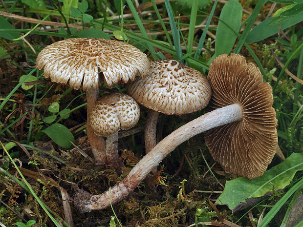 vláknica Inocybe sp.