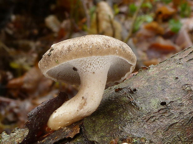 trúdnik plástovitý Lentinus arcularius (Batsch) Zmitr.