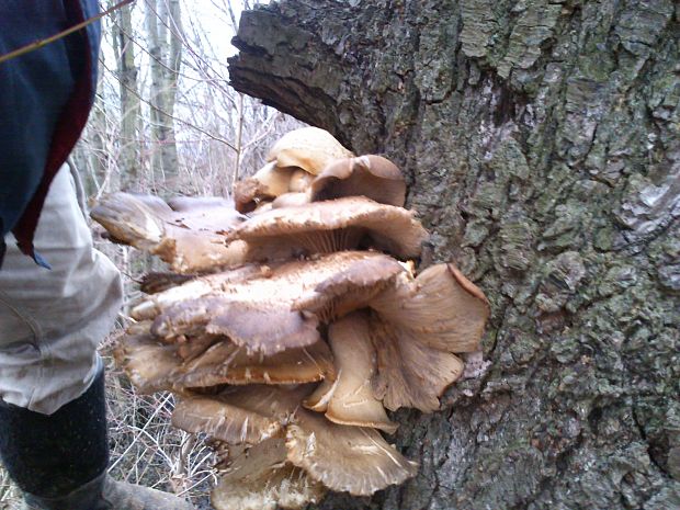 hliva ustricovitá Pleurotus ostreatus (Jacq.) P. Kumm.