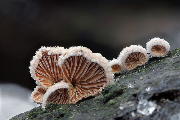 klanolupeňovka obyčajná Schizophyllum commune Fr.