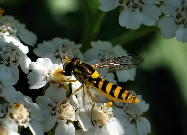 pestrica Sphaerophoria scripta