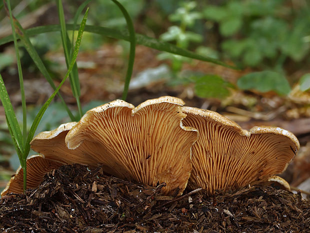 čechračka lastúrovitá Tapinella panuoides  (Batsch) E.-J. Gilbert