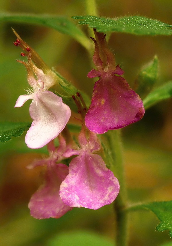 hrdobarka obyčajná Teucrium chamaedrys L.