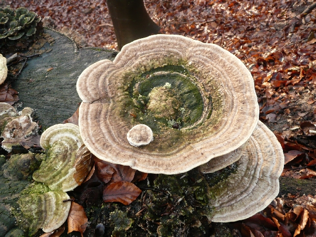 trúdnikovec hrbatý Trametes gibbosa (Pers.) Fr.