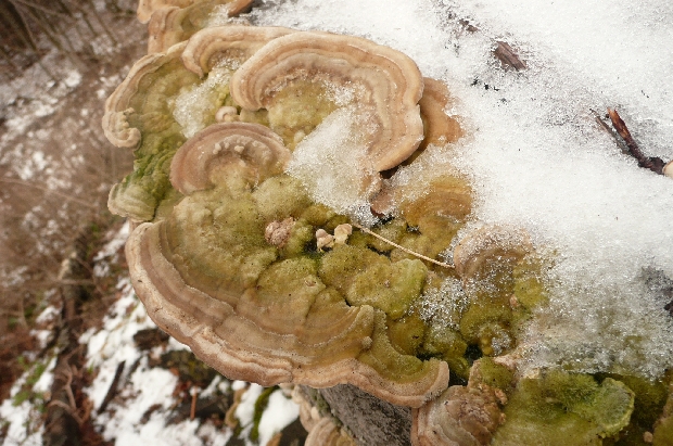 trúdnikovec chlpatý Trametes hirsuta (Wulfen) Lloyd