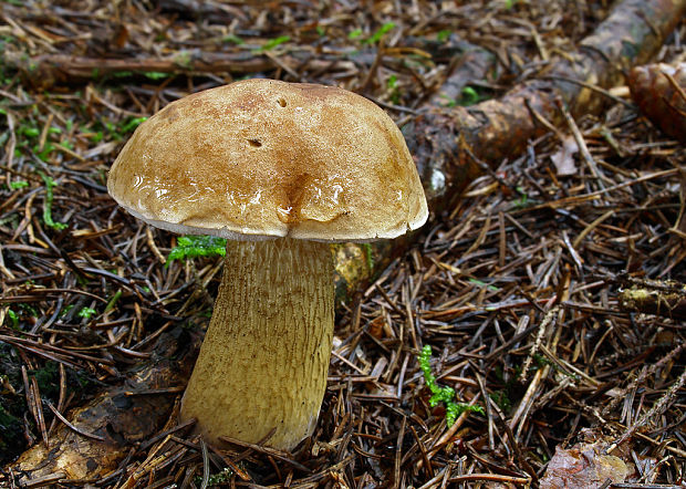 podhríb žlčový Tylopilus felleus (Bull.) P. Karst.