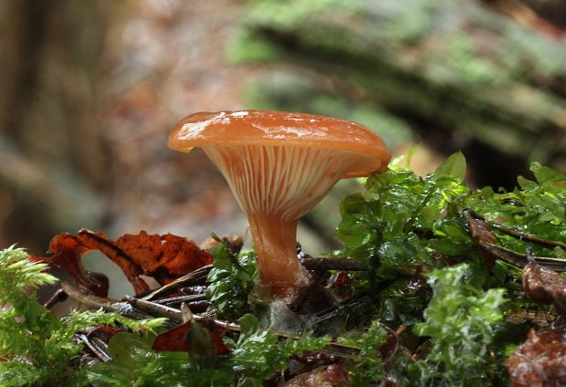 strmuľka kyjakovitá Ampulloclitocybe clavipes (Pers.) Redhead, Lutzoni, Moncalvo & Vilgalys