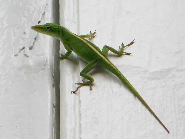 anolis Anolis carolinensis