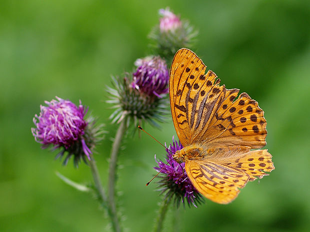 perlovec striebristopasavy Argynnis paphia