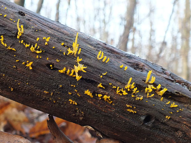 parôžkovec malý Calocera cornea (Fr.) Loud.