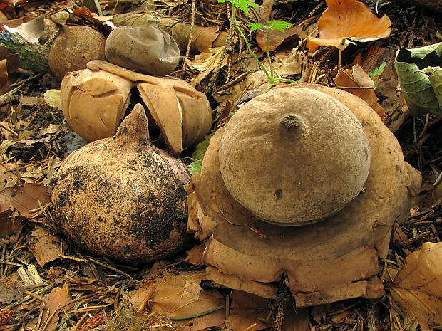 hviezdovka trojitá Geastrum triplex Jungh.