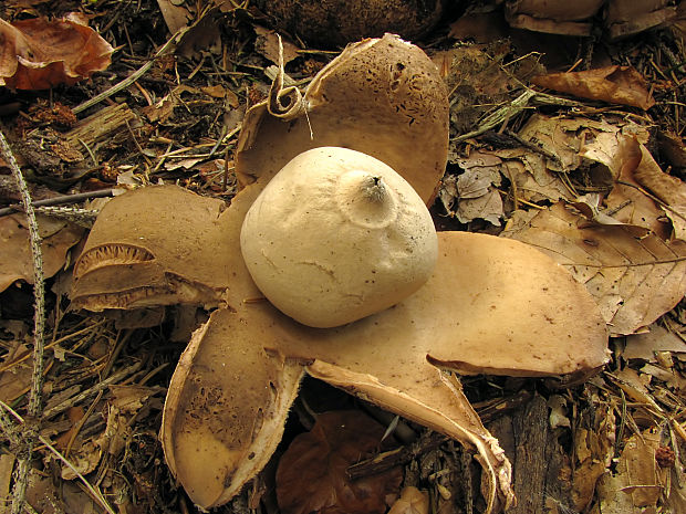 hviezdovka trojitá Geastrum triplex Jungh.