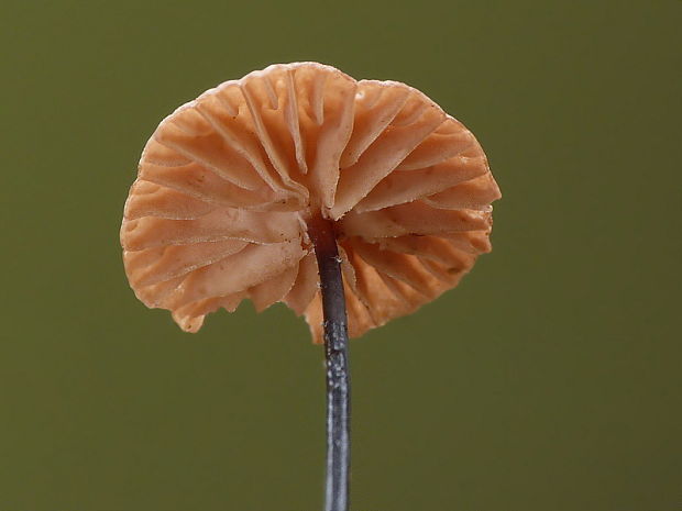 tanečnica čiernohlúbiková Gymnopus androsaceus (L.) Della Maggiora & Trassinelli