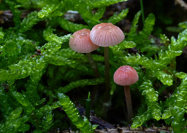 prilbička ružová Mycena rosella (Fr.) P. Kumm.