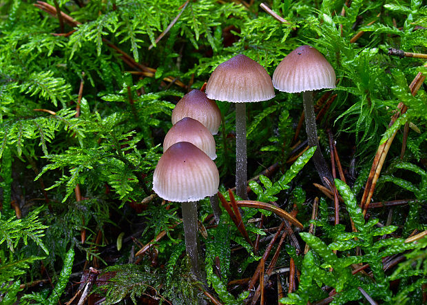 prilbička Mycena sp.