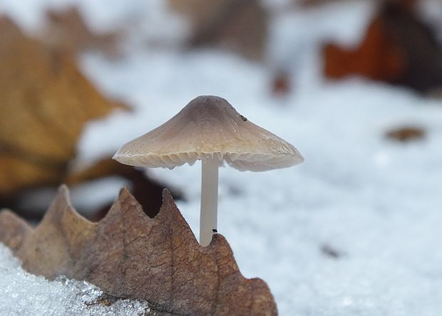 prilbička Mycena sp.