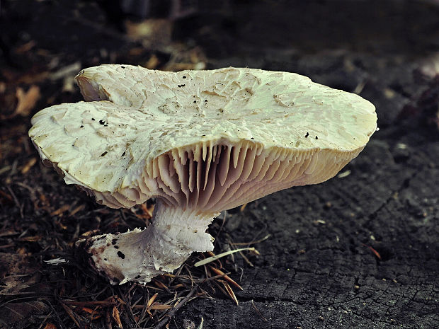 húževnatec šupinatý Neolentinus lepideus (Fr.) Redhead & Ginns