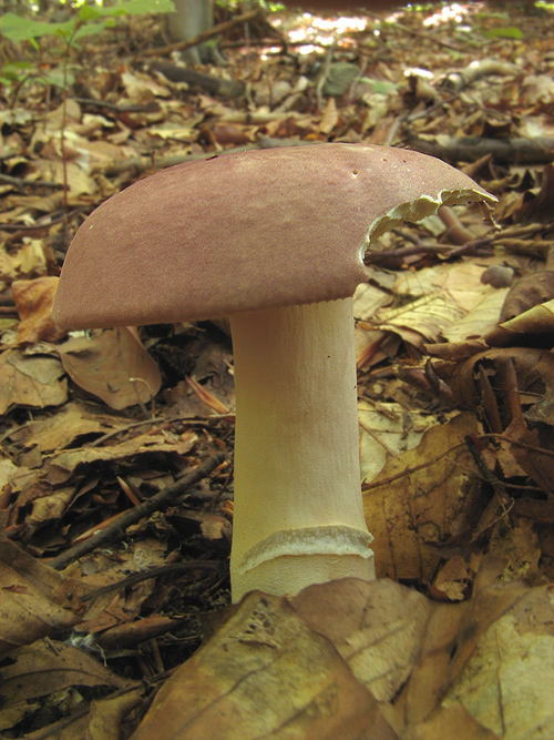 plávka Russula sp.