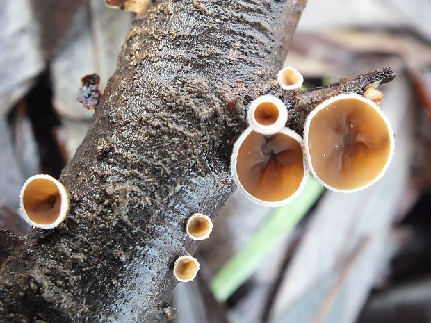 škľabka plstnatá Schizophyllum amplum (Lév.) Nakasone