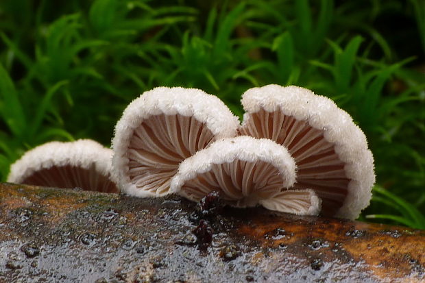 klanolupeňovka obyčajná Schizophyllum commune Fr.