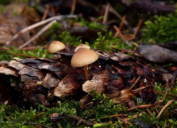 peniazočka smreková? Strobilurus esculentus? (Wulfen) Singer