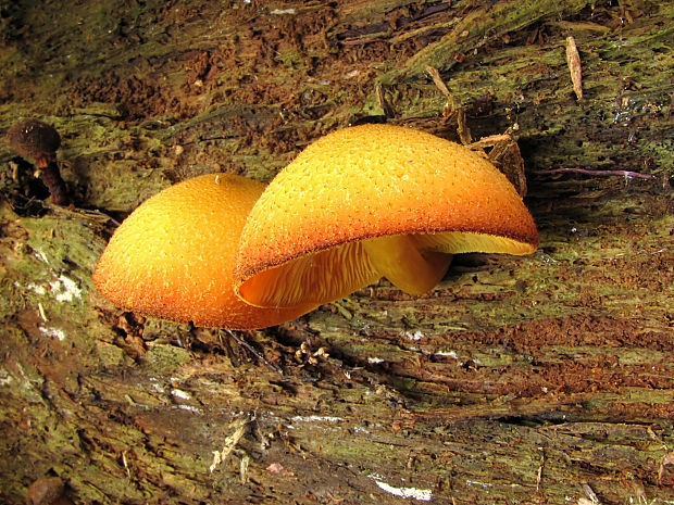 čírovec ozdobný Tricholomopsis decora (Fr.) Singer