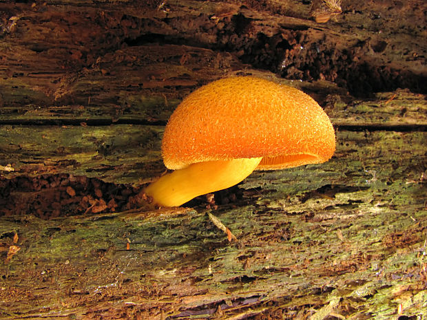 čírovec ozdobný Tricholomopsis decora (Fr.) Singer