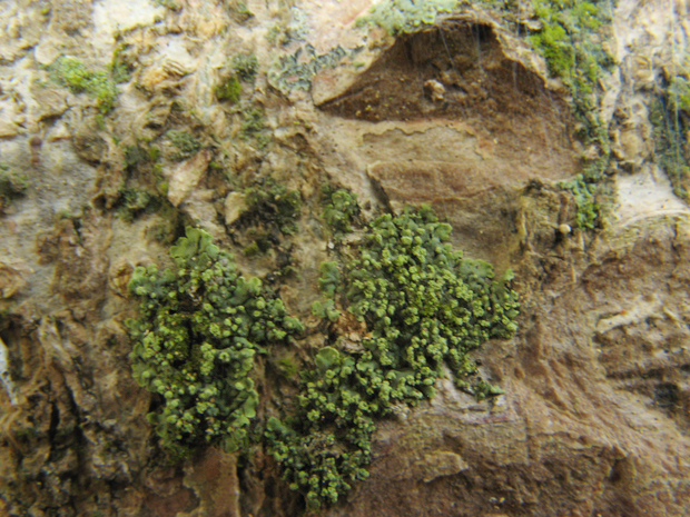 diskovník múrový Xanthoria parietina var. parietina (L.) Th. Fr.