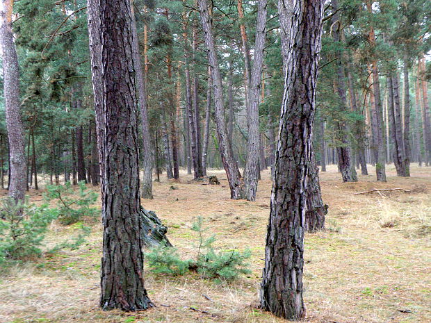 borovicový les