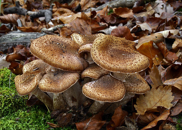 podpňovka obyčajná? Armillaria mellea? (Vahl ex Fr.) Kumm.