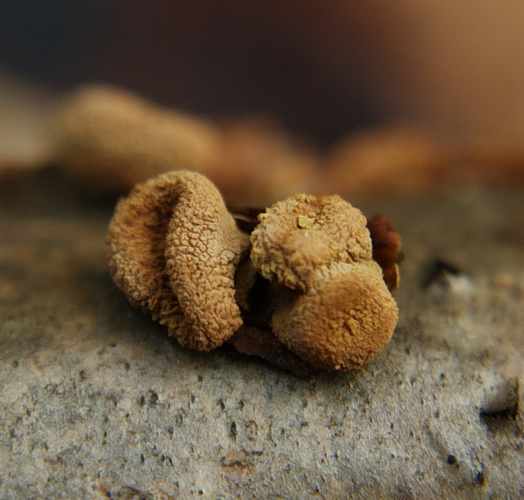 dutinovka otrubnatá Encoelia furfuracea (Roth) P. Karst.