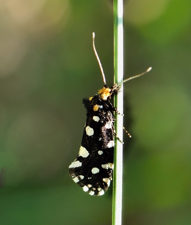 moľa ozdobná Euplocamus anthracinalis