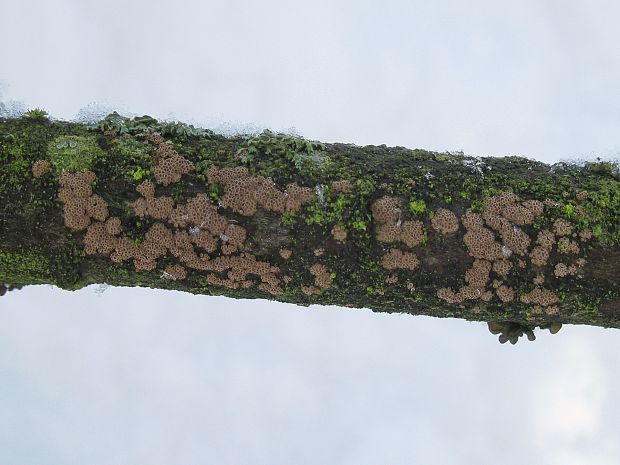 padrobnica zvláštna Merismodes anomala (Pers.) Singer