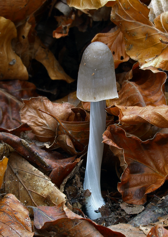 prilbička ryhovaná Mycena polygramma (Bull.) Gray