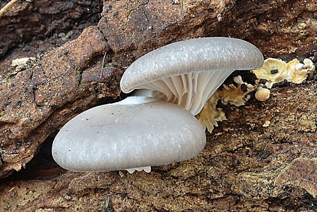 hliva ustricovitá Pleurotus ostreatus (Jacq.) P. Kumm.