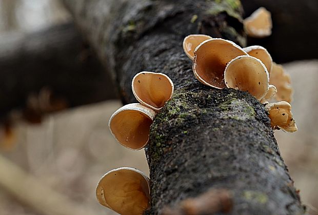 škľabka plstnatá Schizophyllum amplum (Lév.) Nakasone