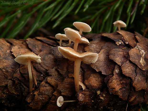 peniazočka smreková Strobilurus esculentus (Wulfen) Singer