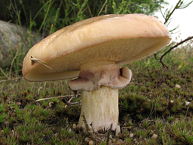 masliak obyčajný Suillus luteus (L.) Roussel