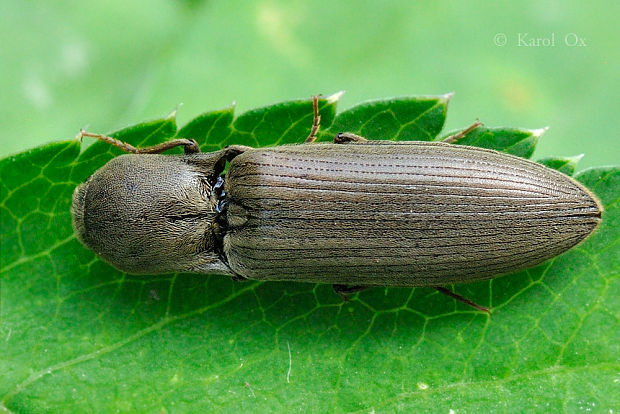 kováčik Agriotes pilosellus