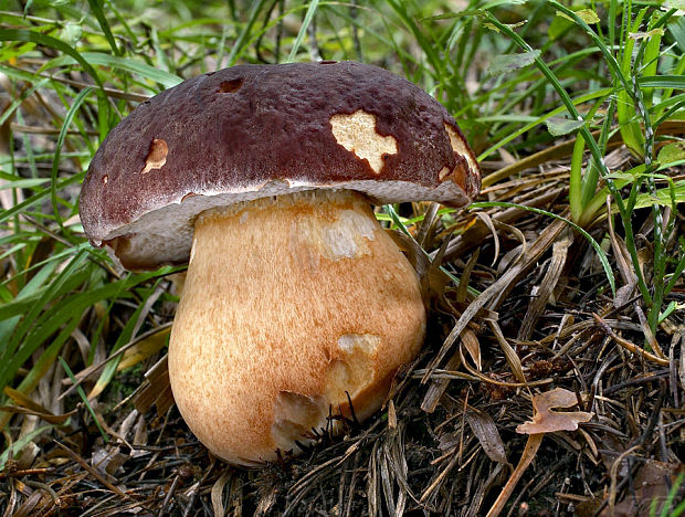 hríb sosnový Boletus pinophilus Pil. et Dermek in Pil.