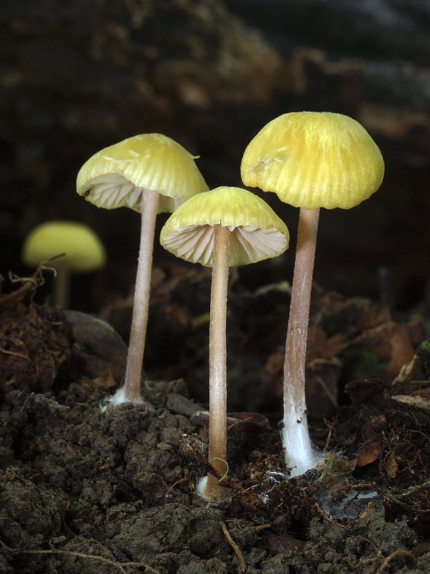 hodvábnica voňavá Entoloma pleopodium (Bull.) Noordel.