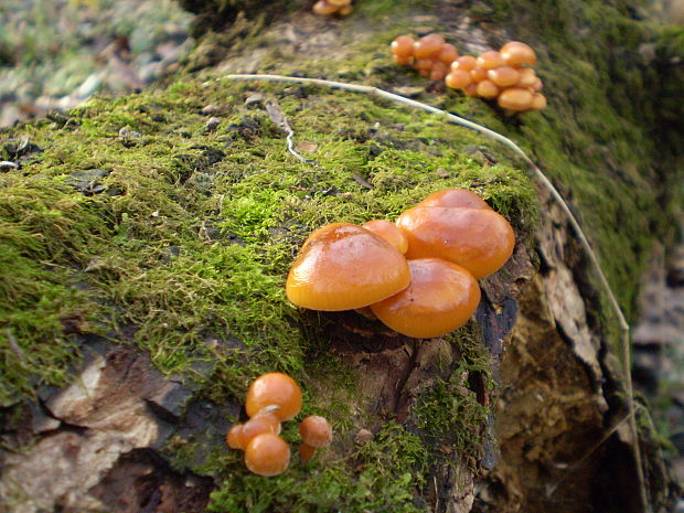 plamienka zimná Flammulina velutipes (Curtis) Singer