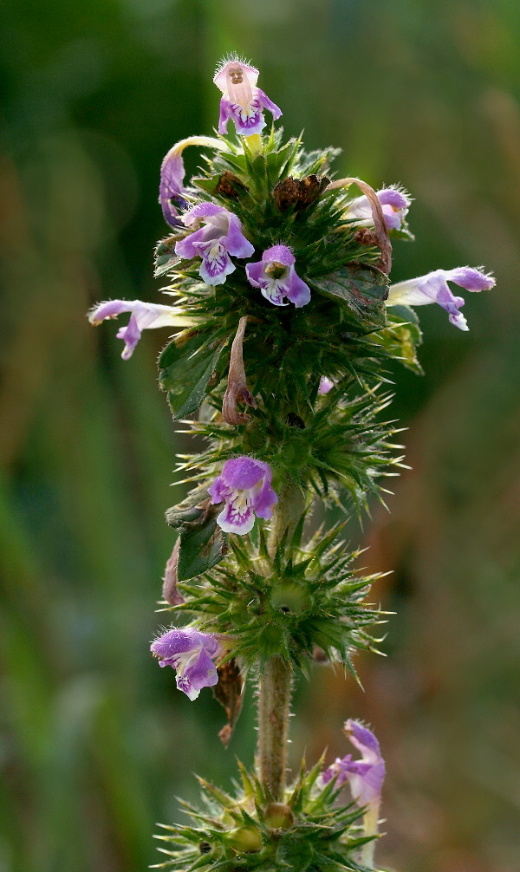 konopnica napuchnutá Galeopsis tetrahit L.