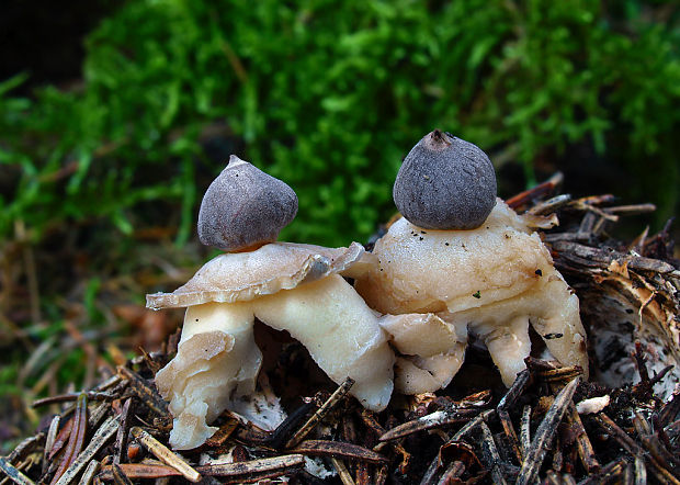 hviezdovka štvorcípová Geastrum quadrifidum DC. ex Pers.